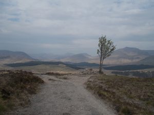 West Highland Way: the lone tree at Rannoch Moor