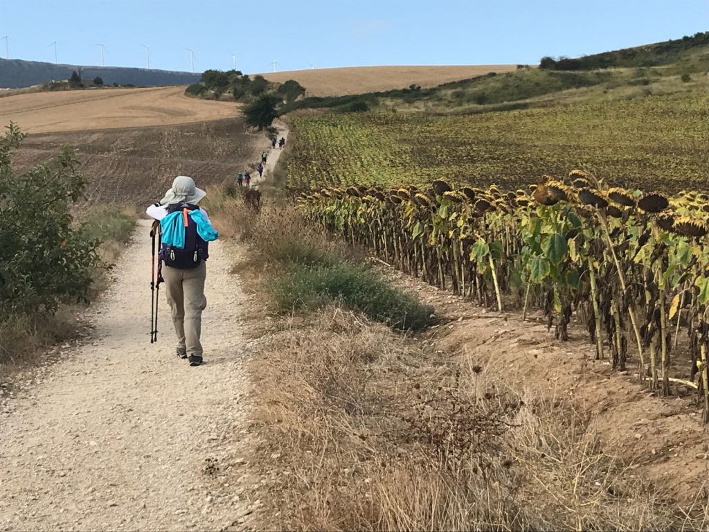 Camino Frances de Santiago: pilgrim passes by a field of sunflowers